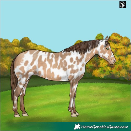 Horse Color:Amber Champagne Skewed Appaloosa 