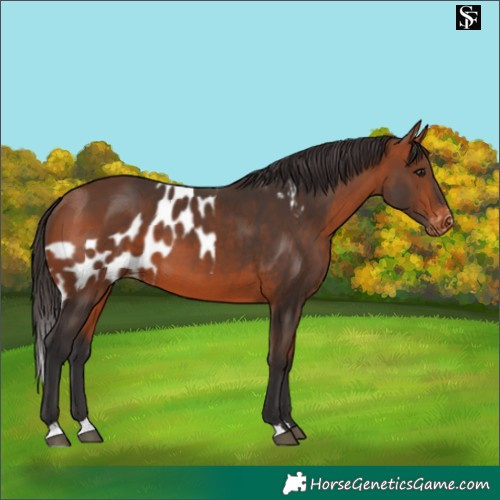 Horse Color:Bay Skewed LP Spotted 