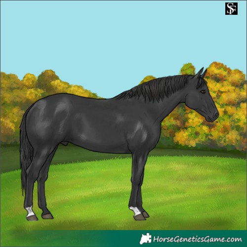 Horse Color:Black 