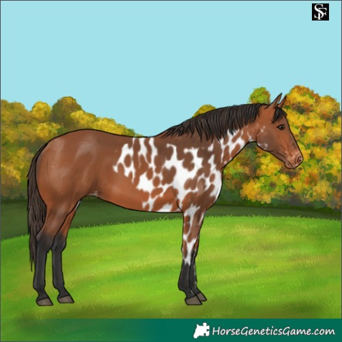 Horse Color:Bay Skewed LP Spotted 