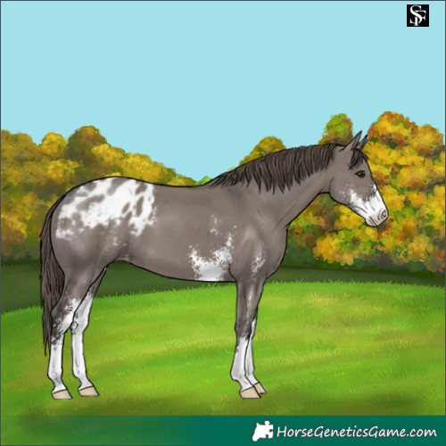 Horse Color:Smoky Grullo Sabino Appaloosa