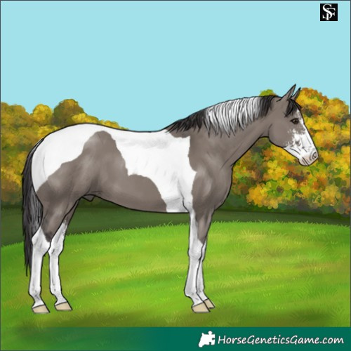 Horse Color:Smoky Grullo Sabino Tobiano 