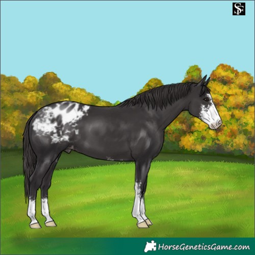 Horse Color:Smoky Black Sabino Blanket 