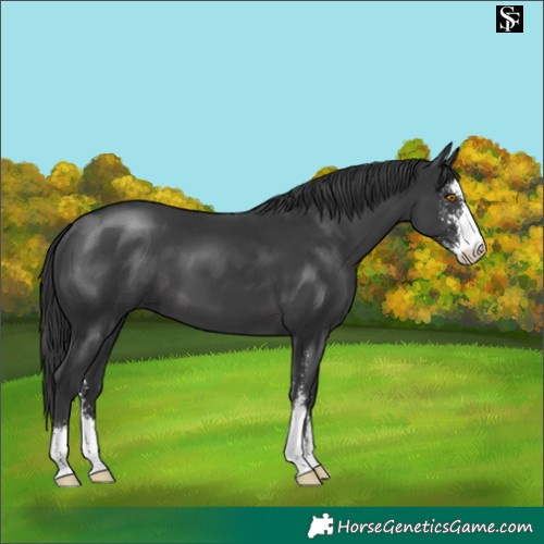 Horse Color:Black Sabino