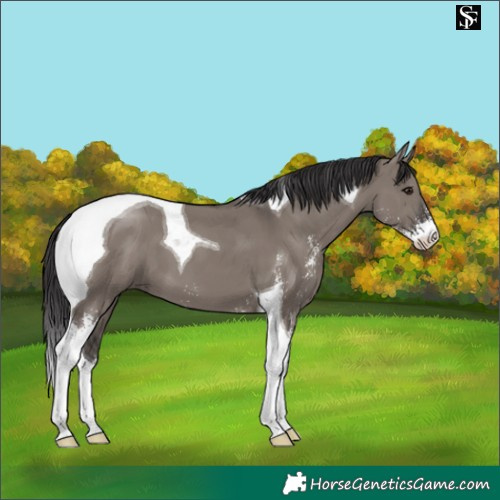 Horse Color:Smoky Grullo Sabino Tobiano