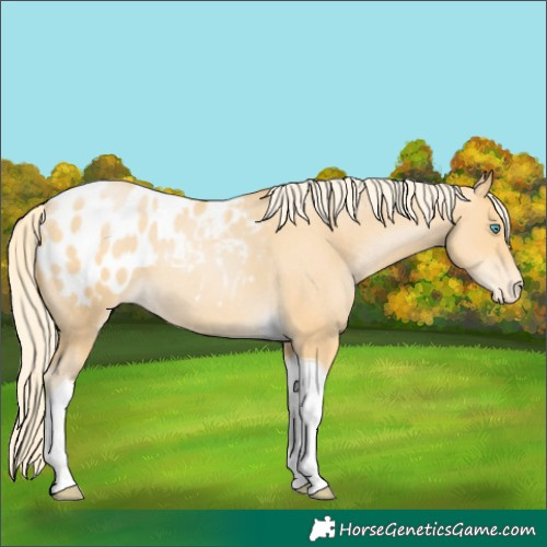 Horse Color:Palomino Pearl Tobiano Blanket