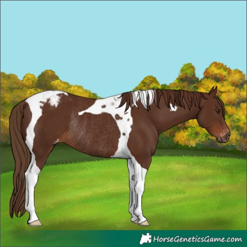 Horse Color:Gray Chestnut Tobiano Varnish Rabicano