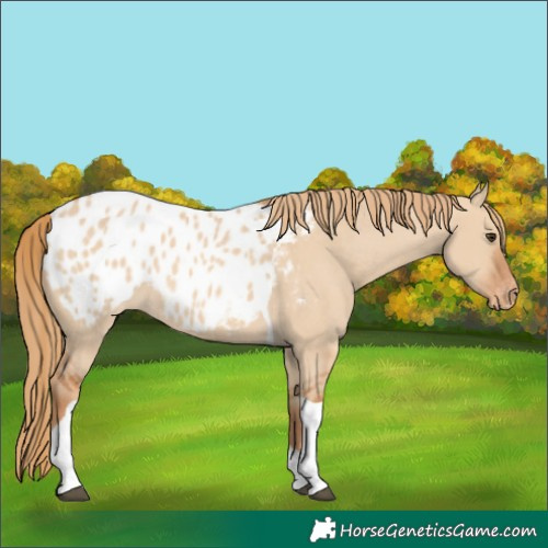 Horse Color:Red Dun Tobiano Appaloosa 