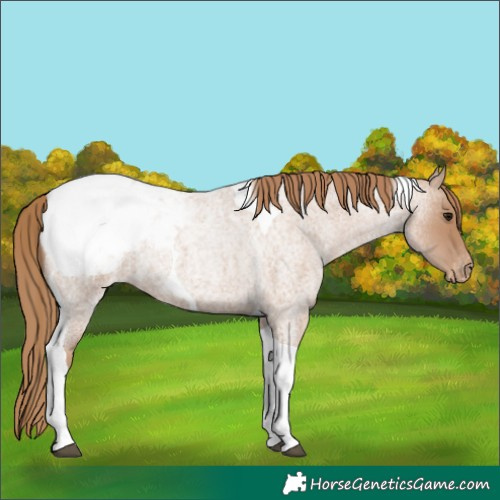Horse Color:Blue Roan Pearl Tobiano Appaloosa 