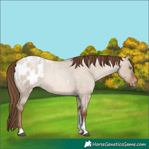 Horse Color:Brown Roan Pearl Dun Tobiano Appaloosa 