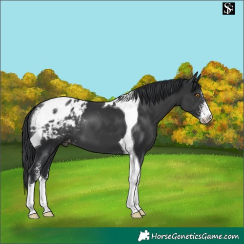 Horse Color:Black Sabino Tobiano Blanket 