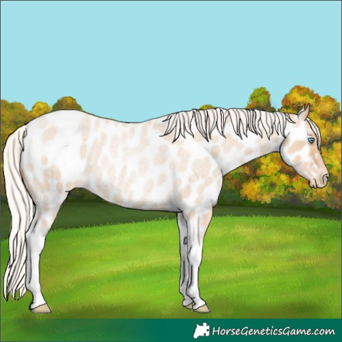 Horse Color:Silver Smoky Blue Roan Pearl Tobiano Appaloosa 