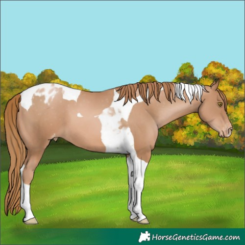 Horse Color:Chestnut Pearl Tobiano Appaloosa 