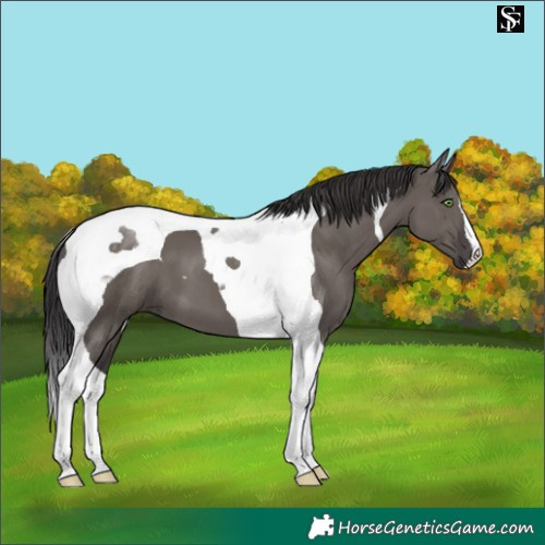 Horse Color:Smoky Grullo Tobiano 