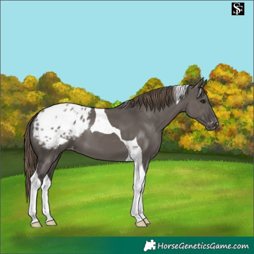 Horse Color:Smoky Grullo Tobiano Appaloosa
