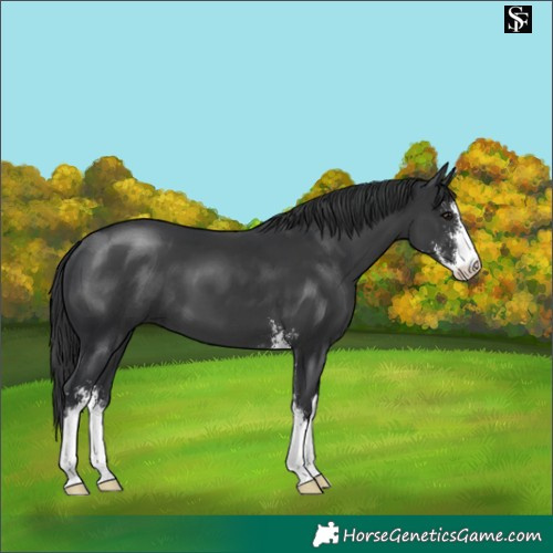 Horse Color:Black Sabino 