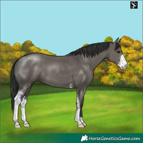 Horse Color:Grullo Sabino