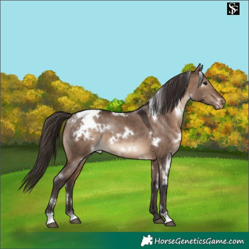 Horse Color:White Spotted Brown Dun Appaloosa 
