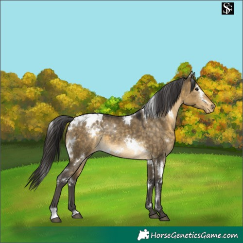 Horse Color:White Spotted Buckskin Dun Appaloosa 