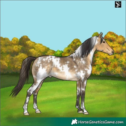 Horse Color:White Spotted Buckskin Dun 