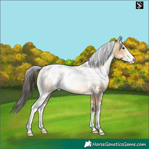 Horse Color:White Spotted Buckskin Dun Sabino 