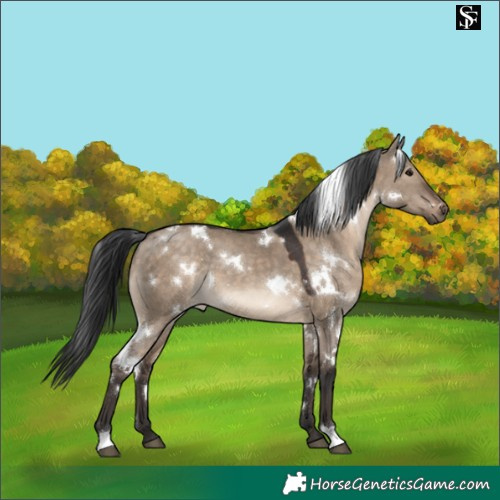 Horse Color:White Spotted Brown Dun 