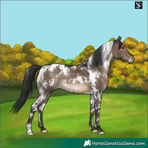 Horse Color:White Spotted Brown Dun
