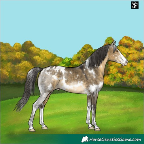 Horse Color:White Spotted Buckskin Dun Sabino Appaloosa 
