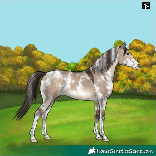 Horse Color:White Spotted Brown Dun Sabino Appaloosa