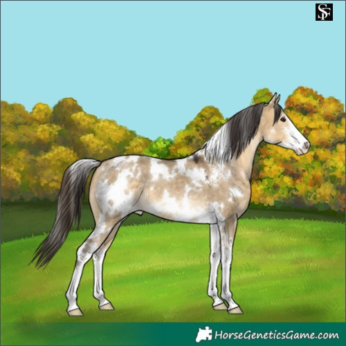 Horse Color:White Spotted Buckskin Dun Sabino 