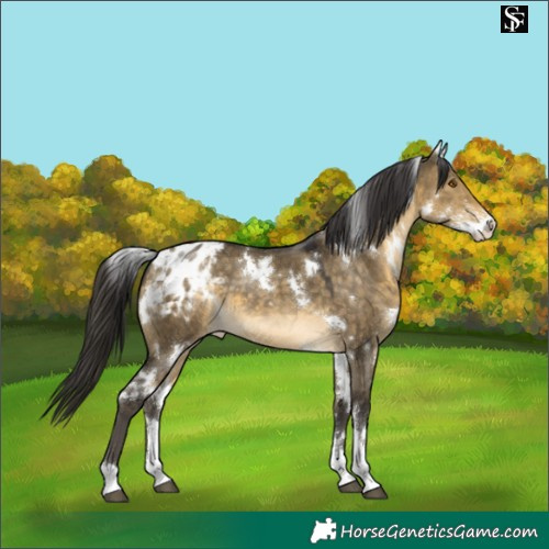 Horse Color:White Spotted Buckskin Dun Sabino Appaloosa 