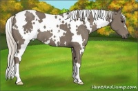 Horse Color:White Spotted Silver Smoky Black