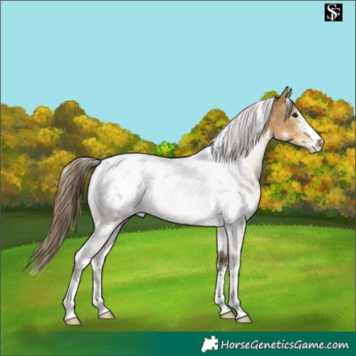 Horse Color:White Spotted Buckskin Dun Sabino Appaloosa 