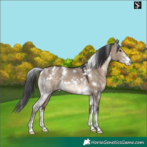 Horse Color:White Spotted Brown Dun Sabino 