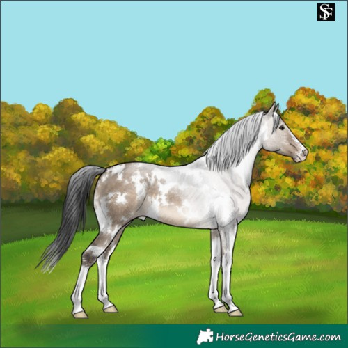 Horse Color:White Spotted Brown Dun Sabino 