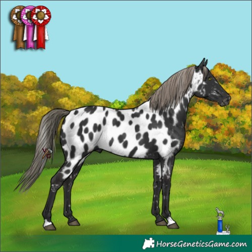 Horse Color:Liver Chestnut Mushroom Appaloosa 