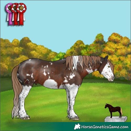 Horse Color:White Spotted Liver Chestnut Splash Frame Rabicano 