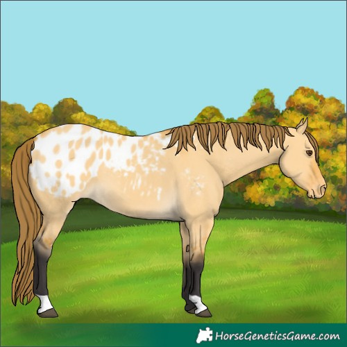 Horse Color:Buckskin Dun Blanket 