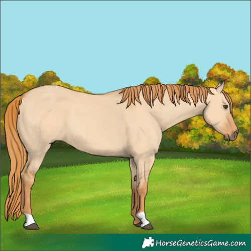 Horse Color:Red Dun
