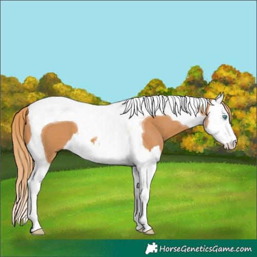Horse Color:Chestnut Splash Tobiano