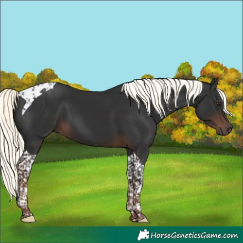Horse Color:Liver Chestnut Mushroom Tobiano 