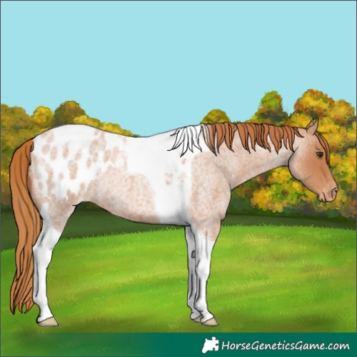 Horse Color:Red Roan Tobiano Appaloosa Rabicano 