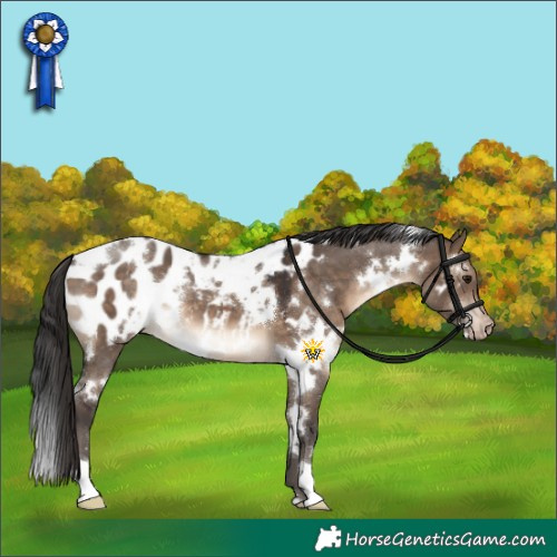 Horse Color:White Spotted Brown Dun Near Leopard 