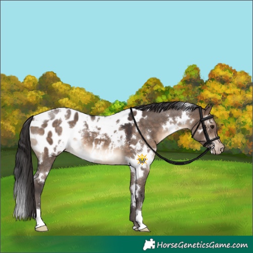 Horse Color:White Spotted Brown Dun Appaloosa 