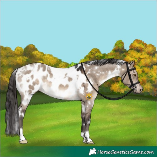 Horse Color:White Spotted Brown Dun Near Leopard 