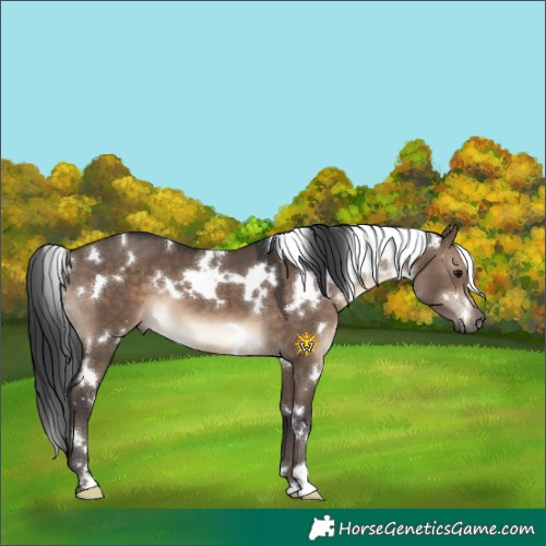 Horse Color:White Spotted Brown Dun 