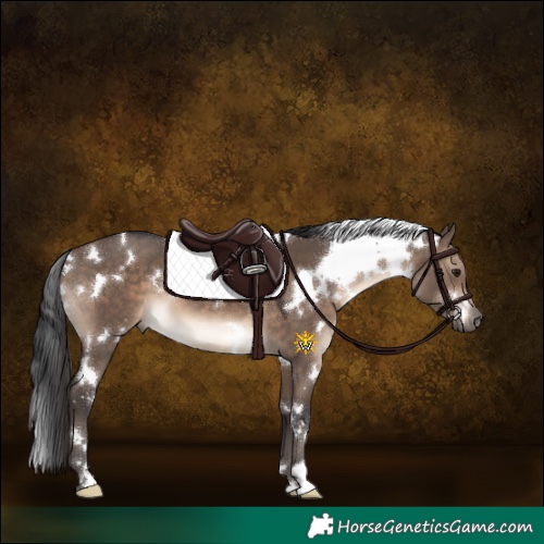 Horse Color:White Spotted Brown Dun 