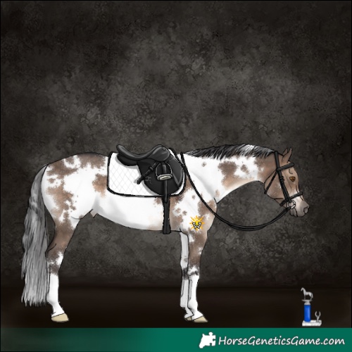 Horse Color:White Spotted Brown Dun 