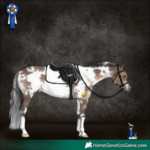 Horse Color:White Spotted Brown Dun 