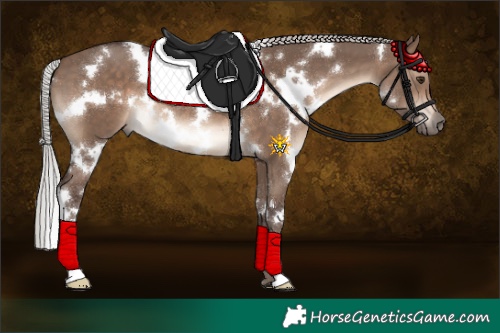 Horse Color:White Spotted Silver Brown Dun 